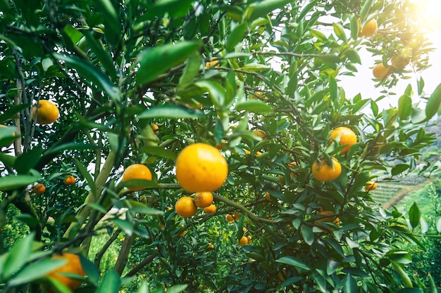 Orangenbäume im Garten