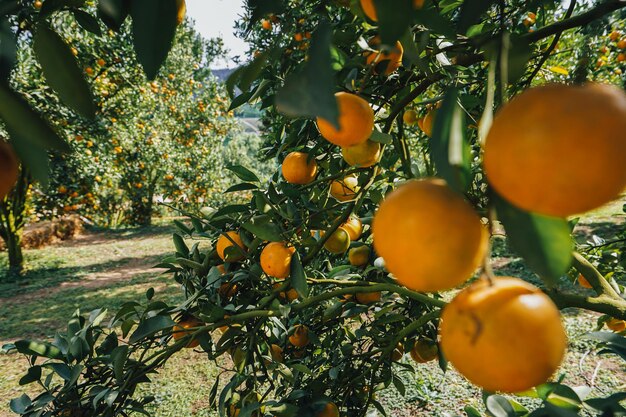 Foto orangenbäume im garten