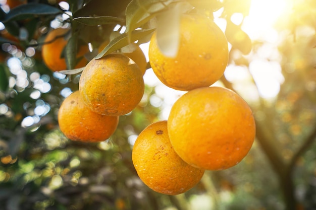 Orangenbäume im Garten