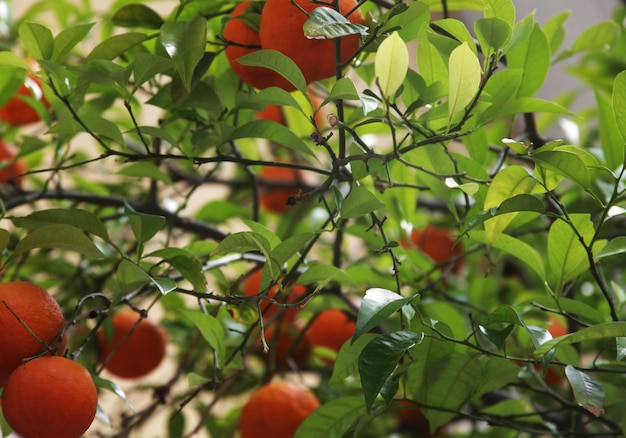 Orangenbaum auf der griechischen Straße