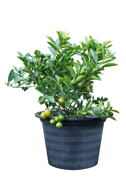 Orangenbaum (Citrus Japonica Thunb) im schwarzen Plastiktopf isoliert auf weißem Hintergrund.