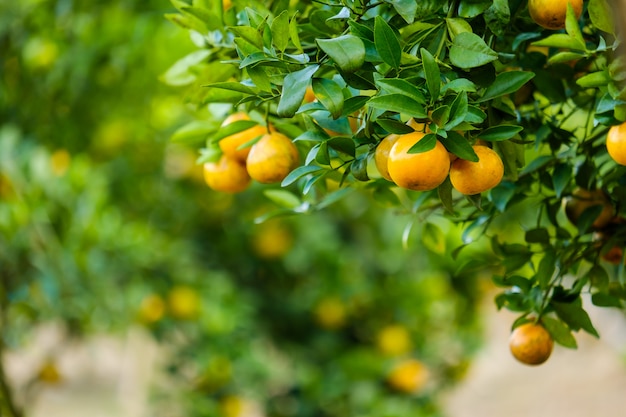 Orangenbaum im Garten. Obstbauernhof