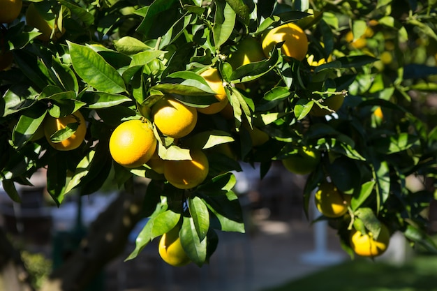 Orangenbaum mit reifen Früchten im Sonnenlicht. Horizontale Aufnahme