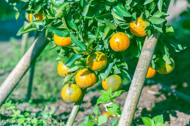 Orangenbaum mit reifen Orangen im Garten