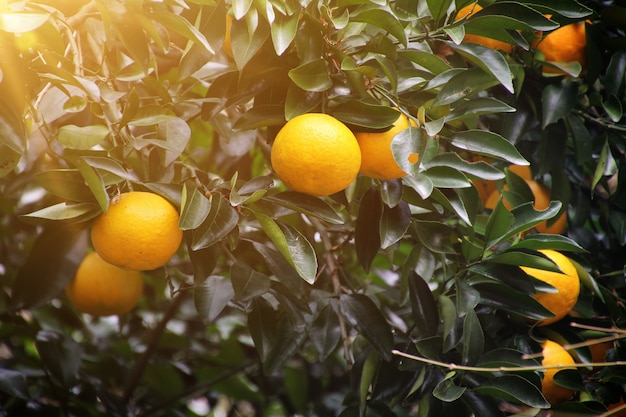 Orangenbaum mit Sonnenlicht.