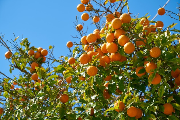 Orangenbaum und Blätter