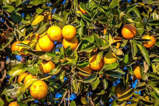 Orangenbaumplantage an einem sonnigen Tag Brasiliens Land