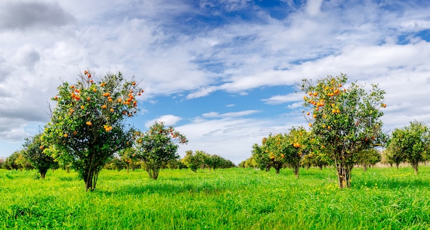 Orangenbaumplantagen