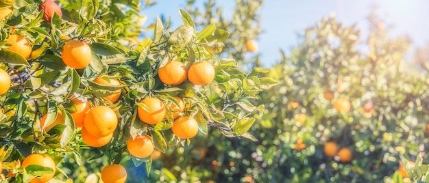 Foto orangenbaumplantagen