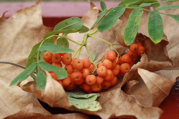 Orangenbeeren auf einem trockenen Blatt