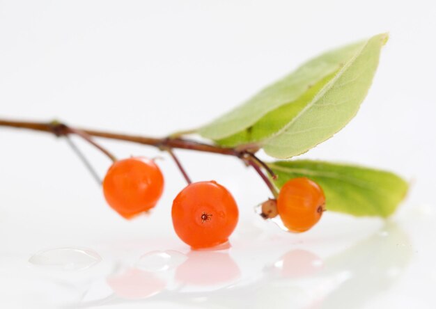 Orangenbeerenzweig mit Blättern auf weißem Hintergrundbild