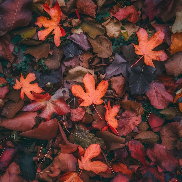 Orangenblätter im Herbst auf dem Boden