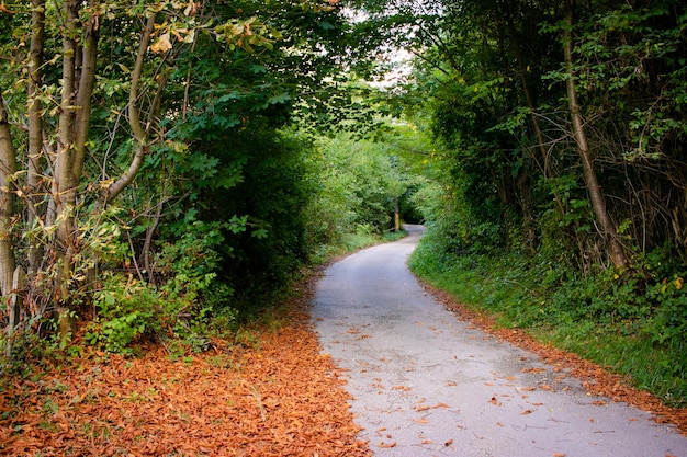 Orangenblätter rund um einen Waldweg