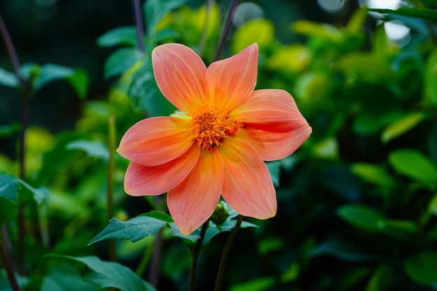 Orangenblüte im Park