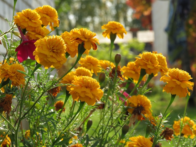 Orangenblüte von Gerber