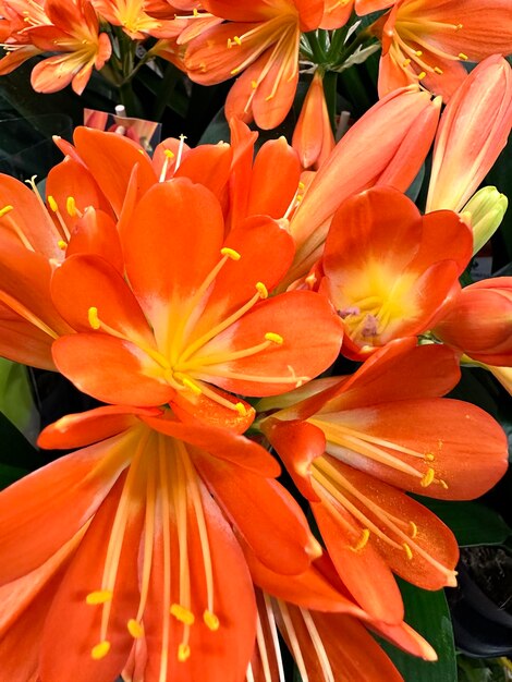 Orangenblüten Clivia