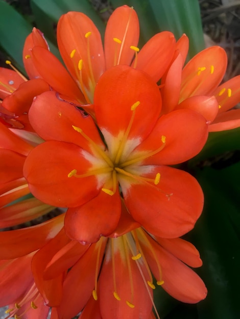 Orangenblüten einer Clivia miniata