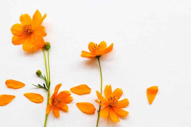 Orangenblüten-Kosmos-Anordnung flach im Postkartenstil