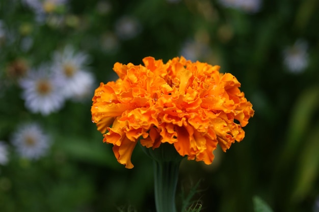 Orangenblütenwasser