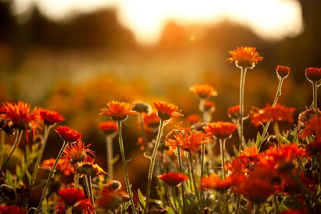 Orangenblumenfeld auf unscharfem natürlichen Hintergrund