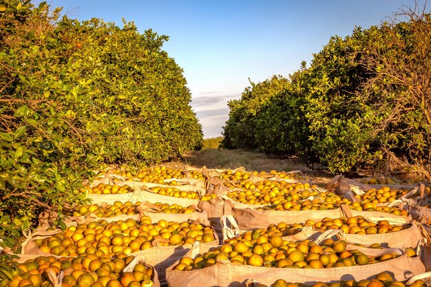 Foto orangenernte an einem sonnigen tag brasiliens countrysie