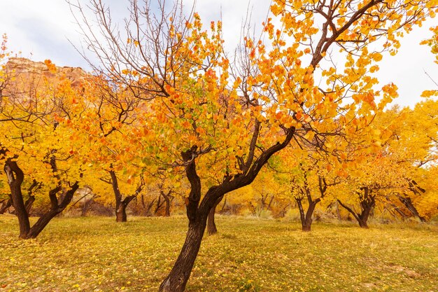 Orangengarten in der Herbstsaison