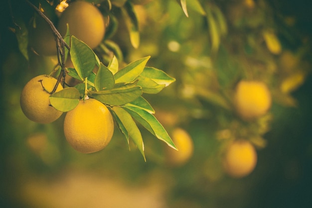 Orangengarten mit Früchten