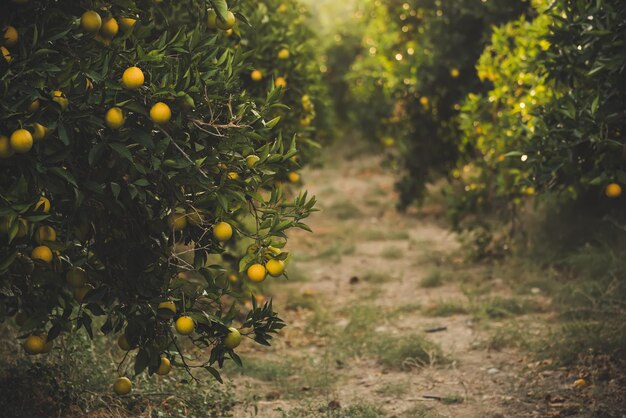 Orangengarten mit reifenden orangefarbenen Früchten auf den Bäumen mit grünen Blättern Natur- und Lebensmittelhintergrund