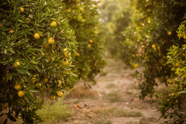 Orangengarten mit reifenden Orangenfrüchten an den Bäumen mit grünen Blättern, Natur- und Lebensmittelhintergrund