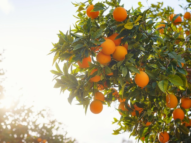 Orangengarten oder Plantagen Sommerhintergrund Türkei Bezirk der Stadt Demre Bäume mit Früchten