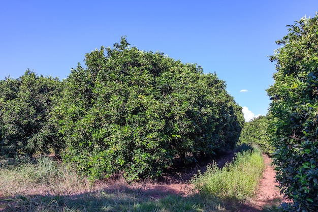 Orangenhain in Brasilien - reife Früchte