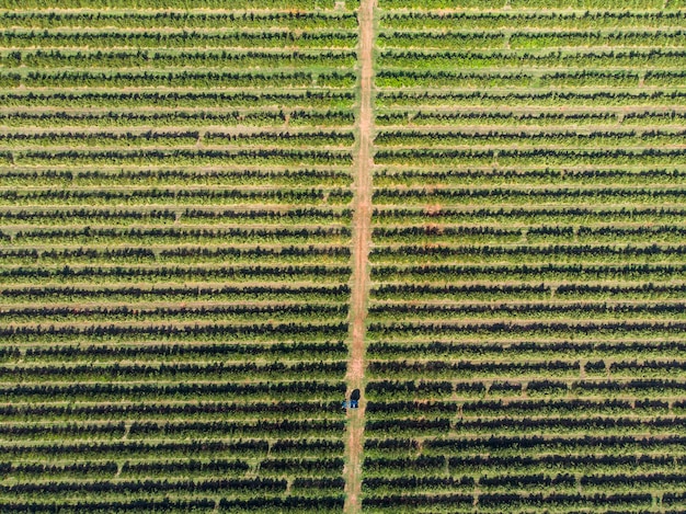 OrangenhainWunderschöne Orangenhainein der brasilianischen Landschaft