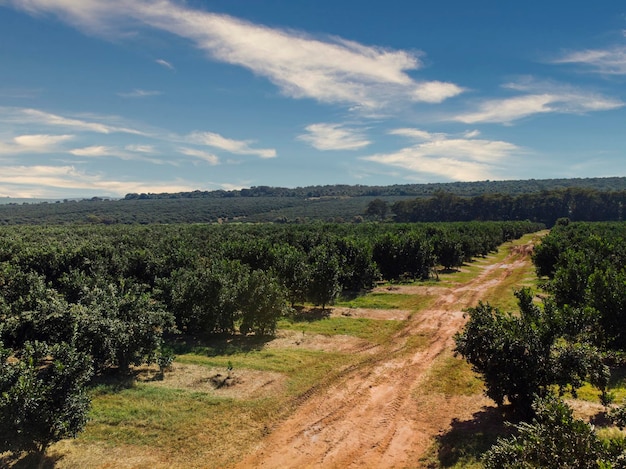 OrangenhainWunderschöne Orangenhainein der brasilianischen Landschaft