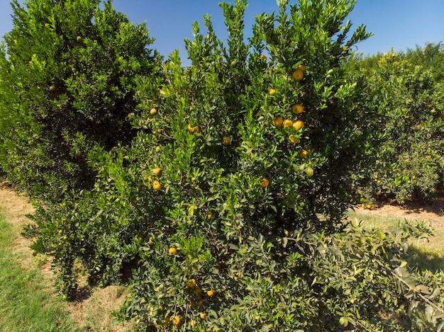 OrangenhainWunderschöne Orangenhainein der brasilianischen Landschaft