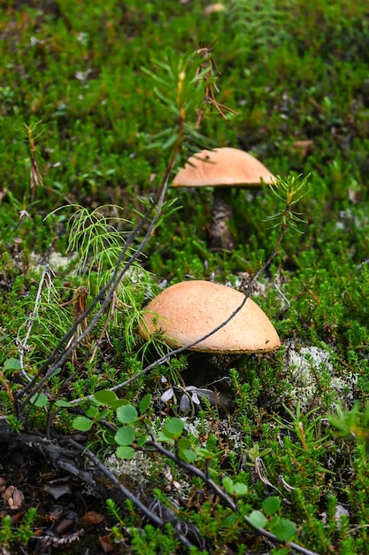 Orangenkappen-Steinpilze