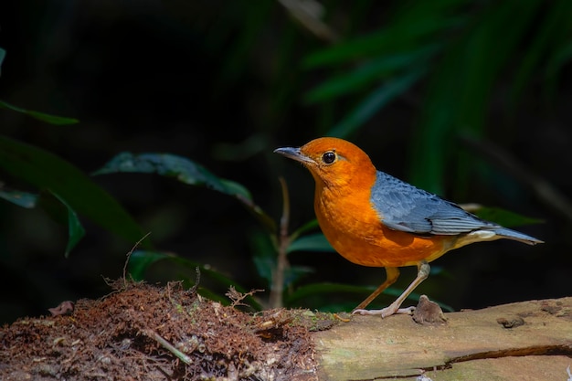 Orangenkopfdrossel (Zoothera citrina)