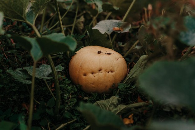 Orangenkürbis auf dem grünen Gras in der Farm