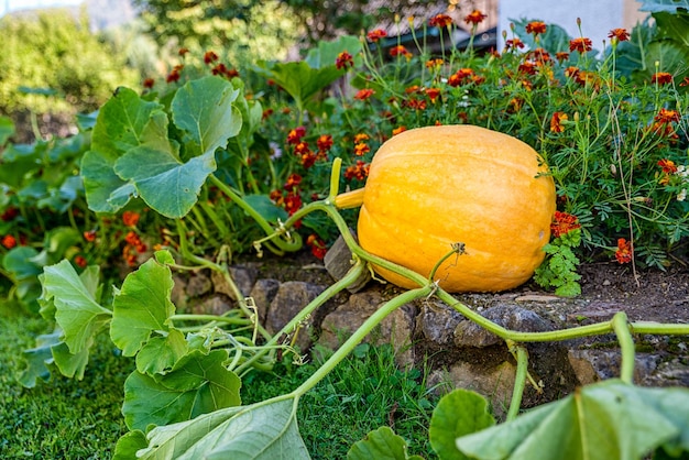 Foto orangenkürbis im garten