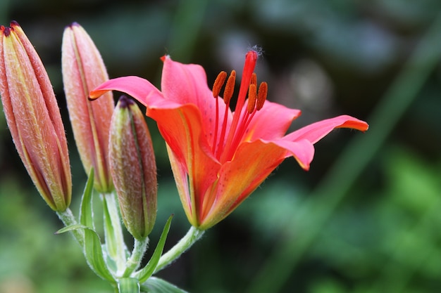 Orangenlilie im Garten hautnah