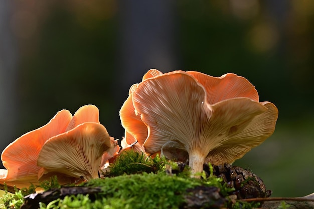 Orangenpilz im Wald