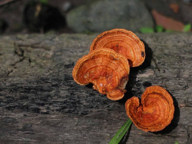 Orangenpilze auf Holz