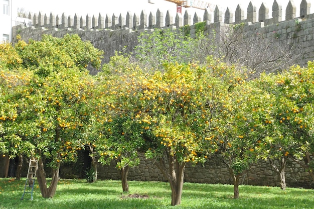 Orangenplantage in Porto