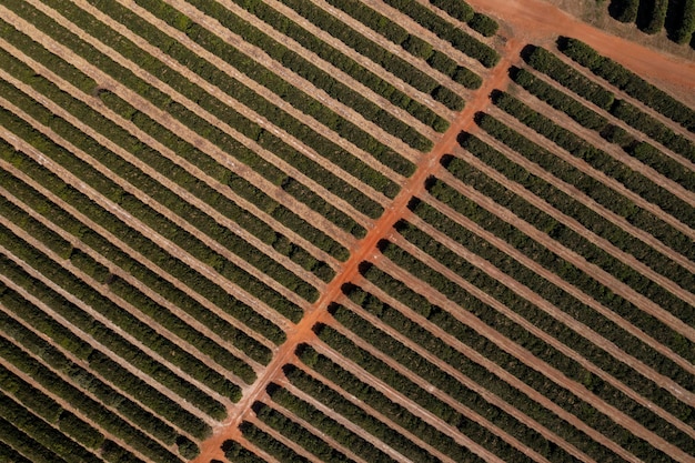 Orangenplantage von oben gesehen