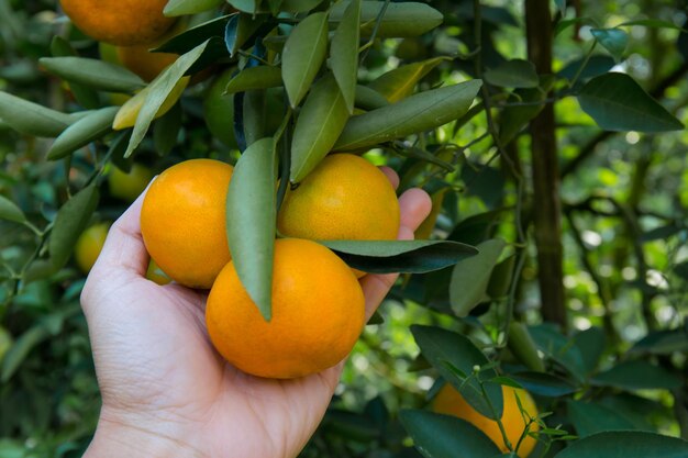 Orangenplantagebaum mit reifer Mannhand im Garten Orange Garden Thailand