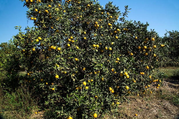 Orangenplantagen am sonnigen Tag. Landwirtschaft.