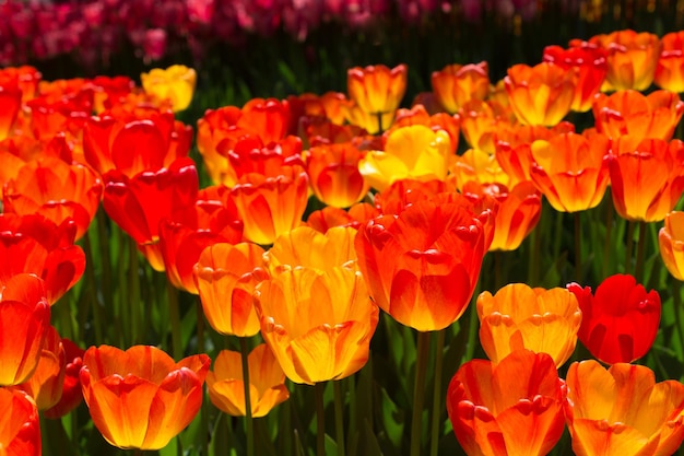 Orangfarbene Tulpenblumen im Garten