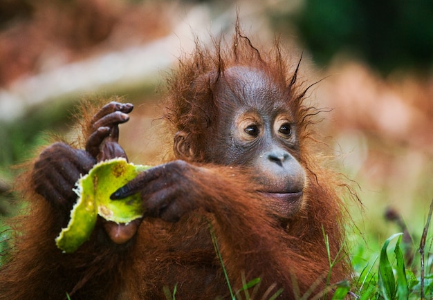 Orangotango bebê no local de alimentação. indonésia. a ilha de kalimantan (bornéu).