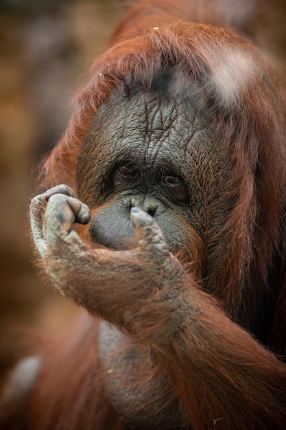 Orangotango de Bornéu ameaçado no habitat rochoso Pongo pygmaeus Animal selvagem atrás das grades Criatura bonita e fofa