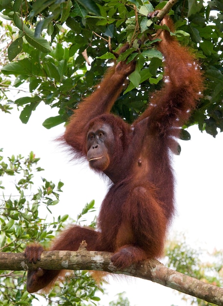 Orangotango em estado selvagem. Indonésia. A ilha de Kalimantan (Bornéu).