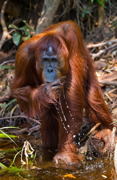 Orangotango está bebendo água do rio na selva. Indonésia. A ilha de Kalimantan (Bornéu).